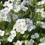 Arabis, Corbeille d’Argent : planter et entretenir