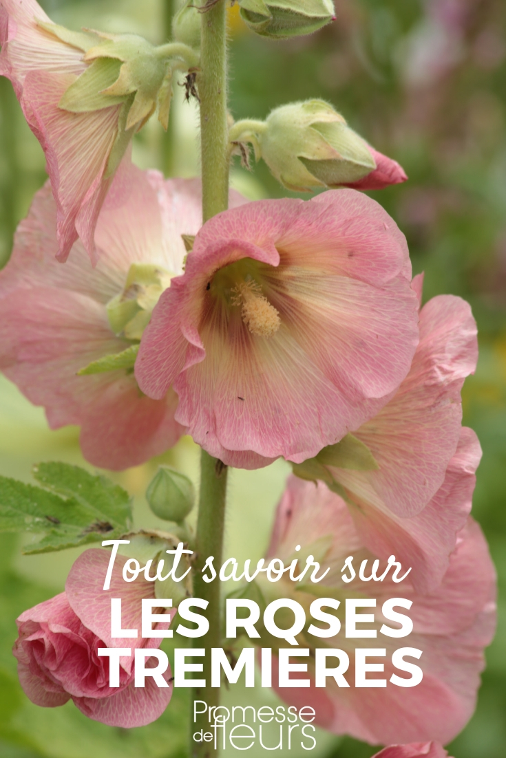 Rose tremière : semer, planter, cultiver