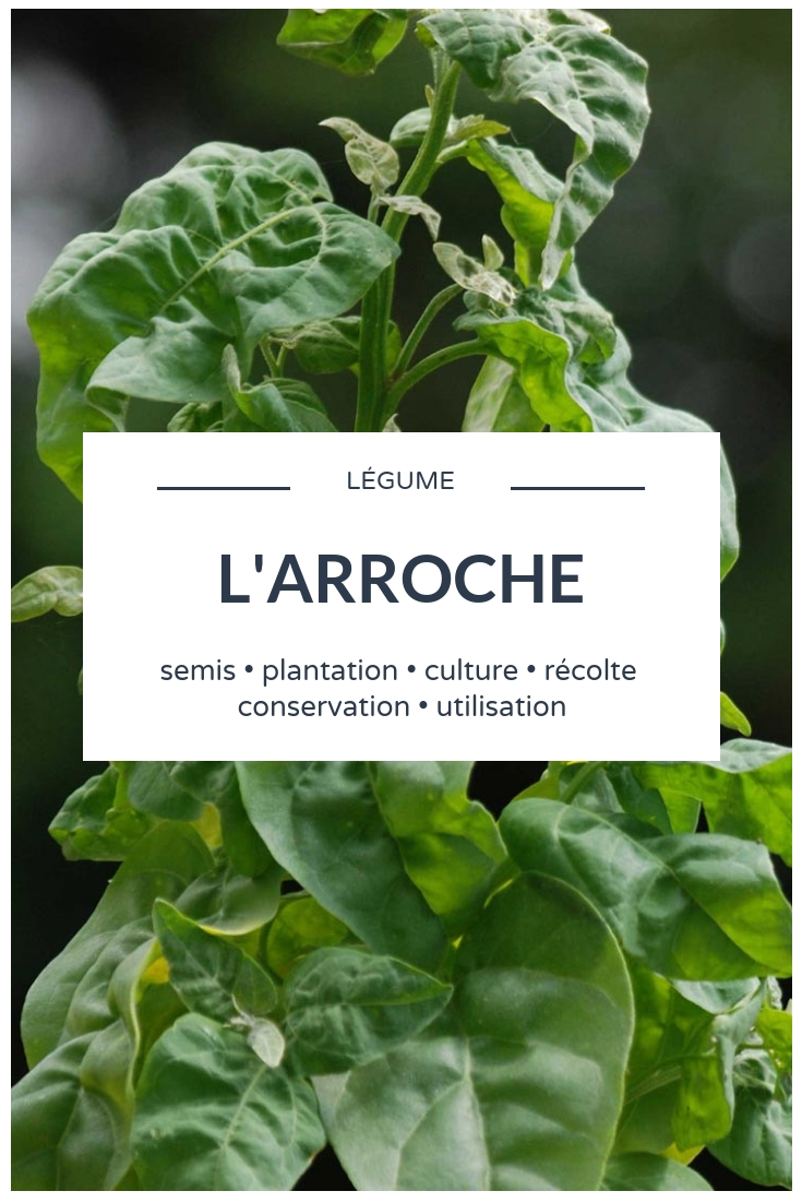 arroche des jardins - conseils potager