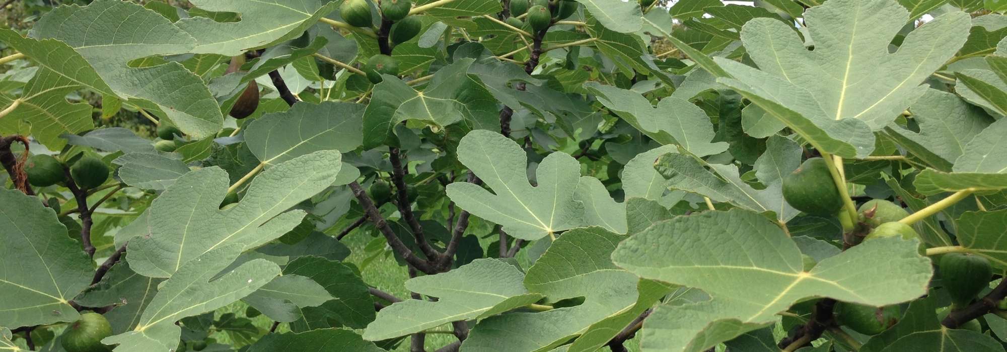 Comment faire une bouture de figuier et la réussir