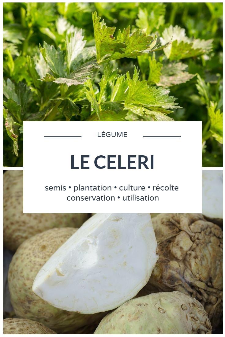 Culture du céleri au potager
