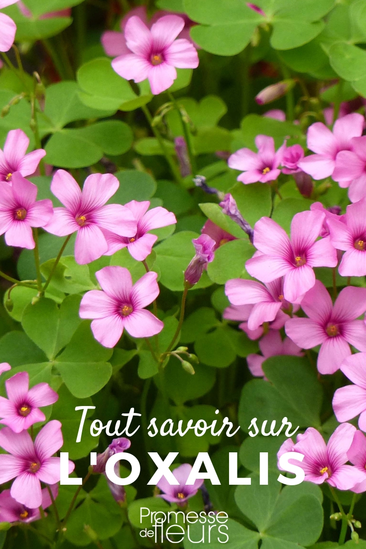 oxalis : tout savoir pour bien le cultiver au jardin