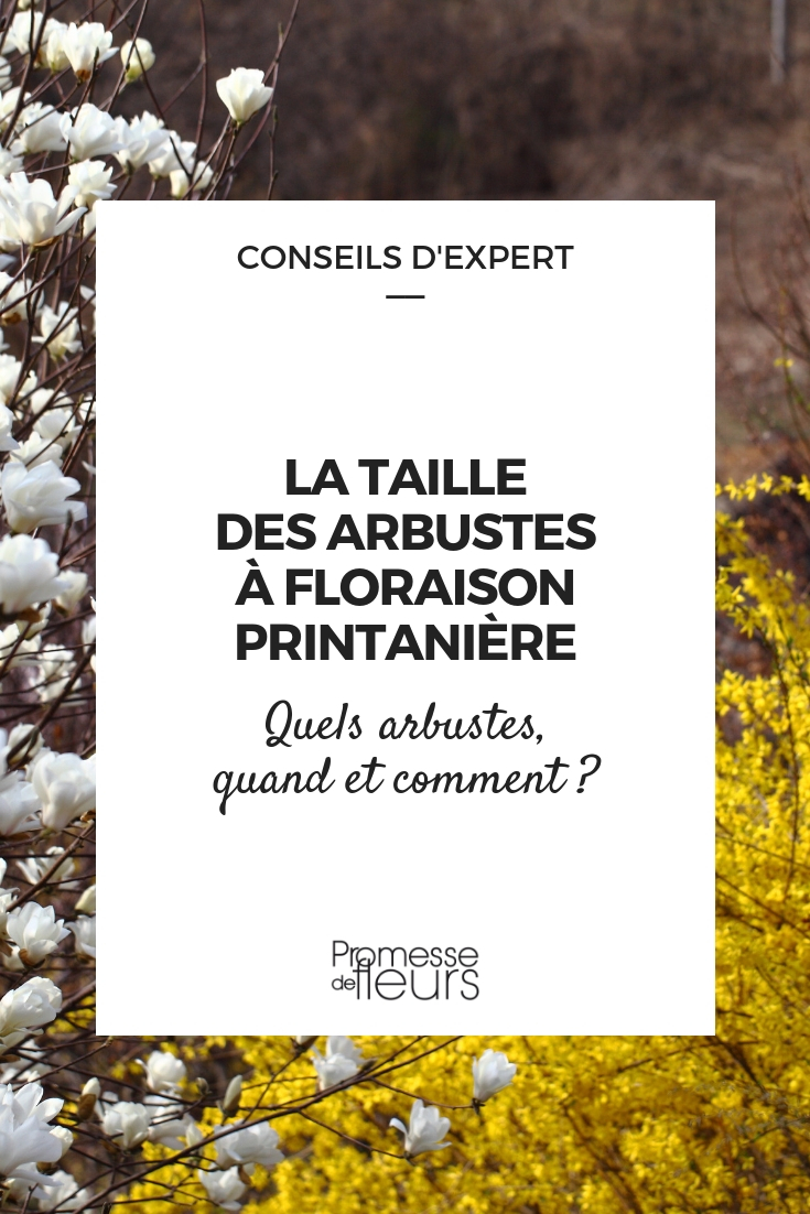 tailler les arbustes qui fleurissent au printemps - quand et comment