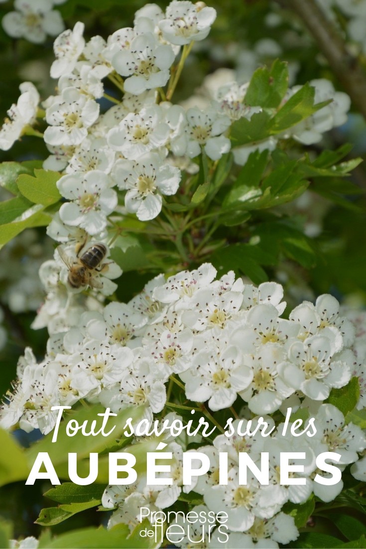 crataegus tout savoir