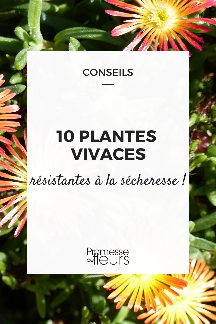 plantes vivaces et sécheresse