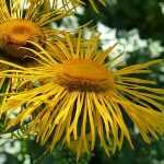 Inula, Aunée : planter, cultiver et entretenir