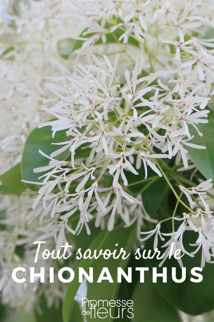 arbre à neige tout savoir