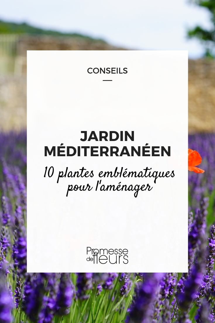 plantes pour jardin méditerranéen