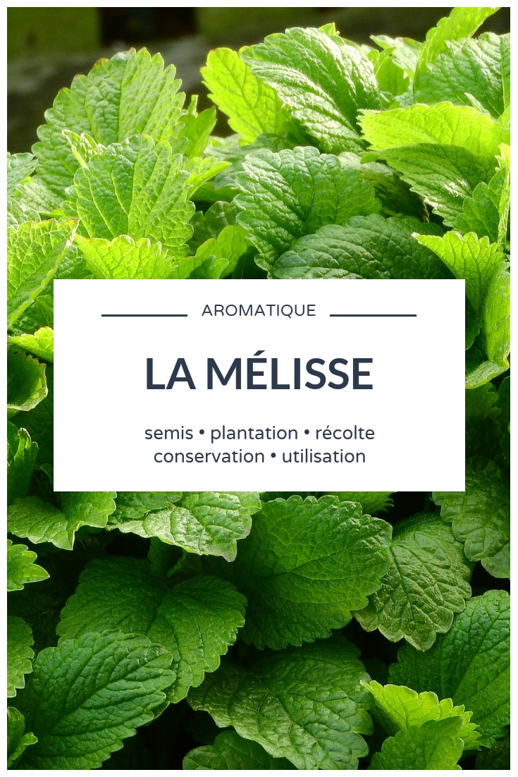 Mélisse : nos conseils pour cultiver cette plante aromatique