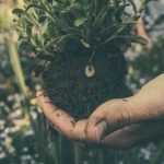 Transplanter des rosiers : quand et comment ?