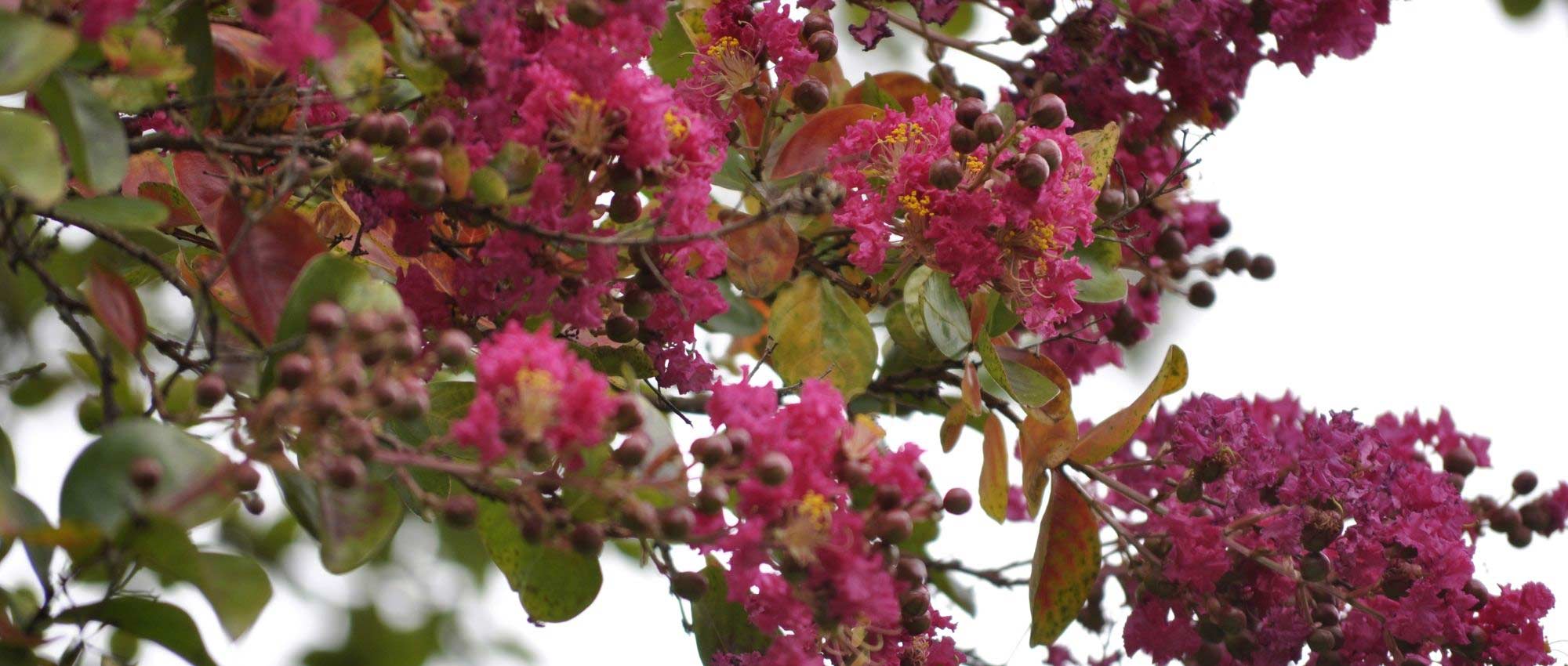 Quand et comment tailler un lagerstroemia ou lilas des Indes ?