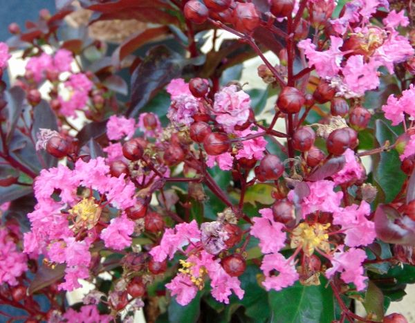 Le Lagerstroemia Rhapsody in Pink, notre coup de coeur de l'été !