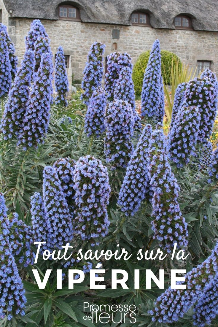 echium ou vipérine, planter semer et entretenir