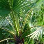 Washingtonia, Palmier jupon : planter, cultiver et entretenir