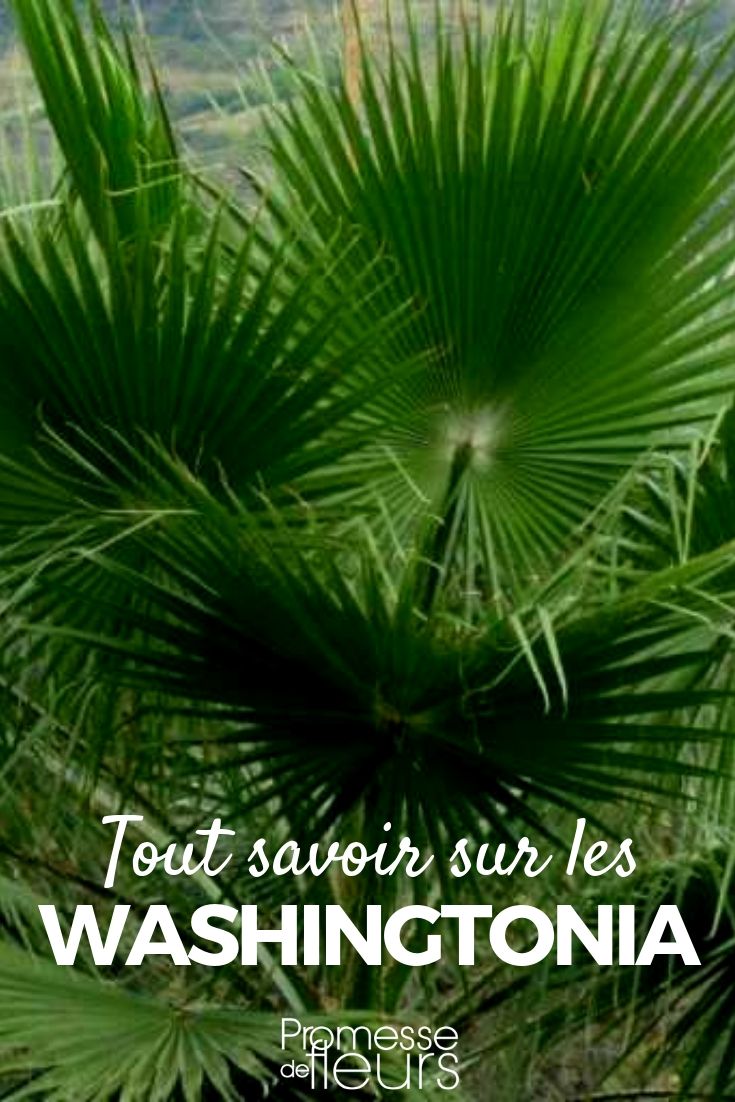 washingtonia palmier du mexique : plantation, entretien