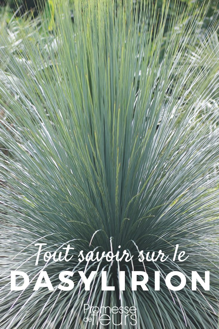 dasylirion, planter, tailler, entretenir