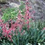 Beschorneria : plantation et entretien