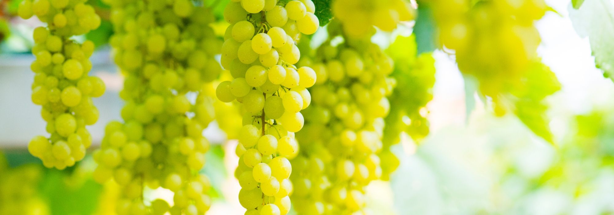 Vigne à raisin : plantation, culture, taille