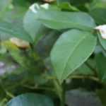 La taille des rosiers