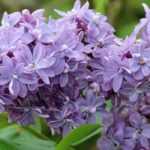 Taille du lilas ou Syringa : quand et comment bien tailler votre arbuste ?