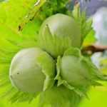 Taille du noisetier : quand et comment bien le tailler ?