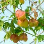 10 plantes grimpantes idéales sur des clôtures