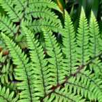 Athyrium : planter, cultiver et entretenir