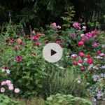 Accompagner les roses au jardin