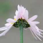 Fasciation et cristation, des chimères végétales