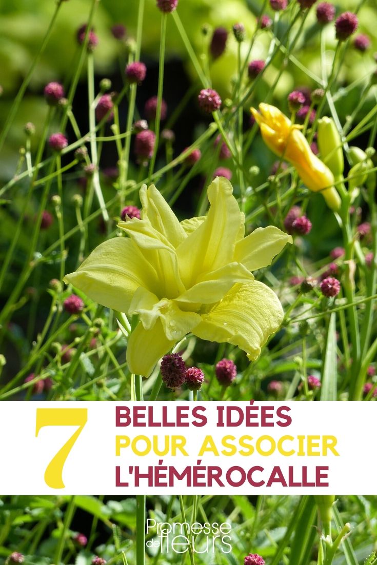 hemerocallis tout savoir