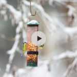 Nourrir les oiseaux : quand, comment et pourquoi ?