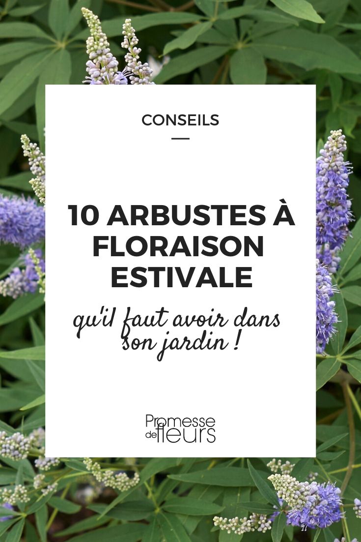 Notre sélection de 10 arbustes à floraison en été indispensable