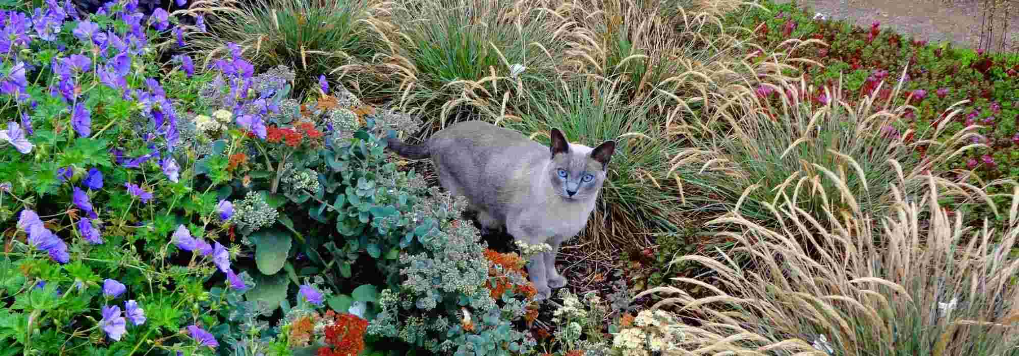 Comment éloigner les chats du jardin ? Répulsifs, plantes et autres astuces