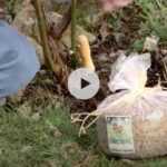 Tonnerre d'Engrais : Présentation et dosages