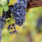 Bouturage de la vigne : comment réussir vos boutures ?