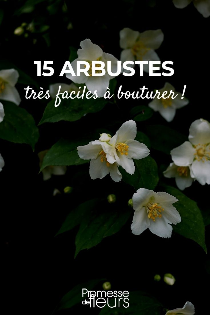 Notre sélection d'arbustes faciles à bouturer