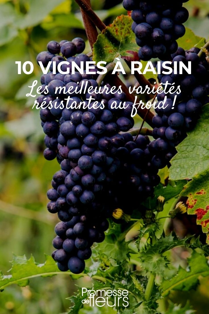 Vigne rustique