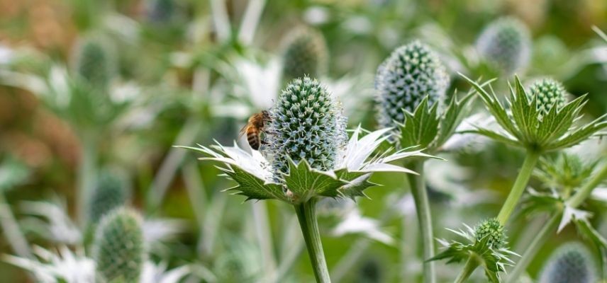 plantes pour jardin minéral