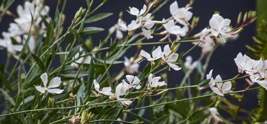 plantes pour jardin minéral