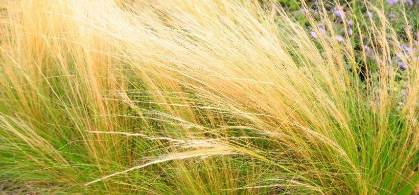 plantes pour jardin minéral