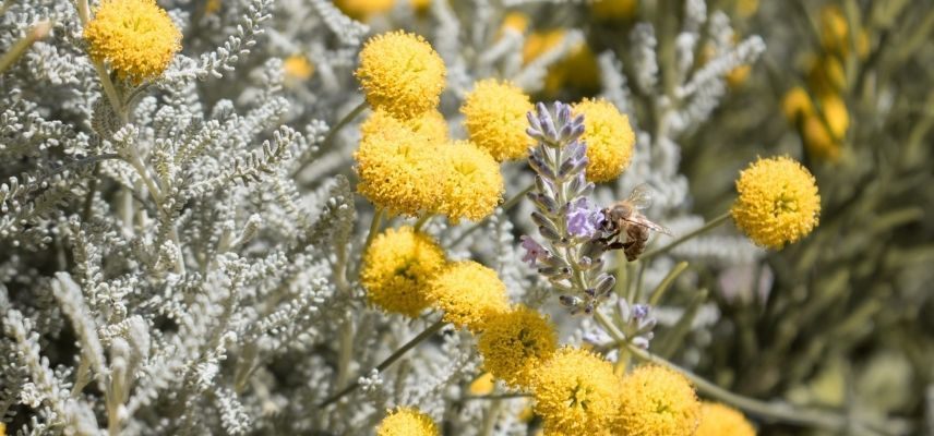 plantes pour jardin minéral