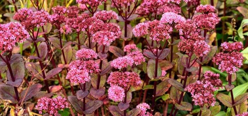 plantes pour jardin minéral