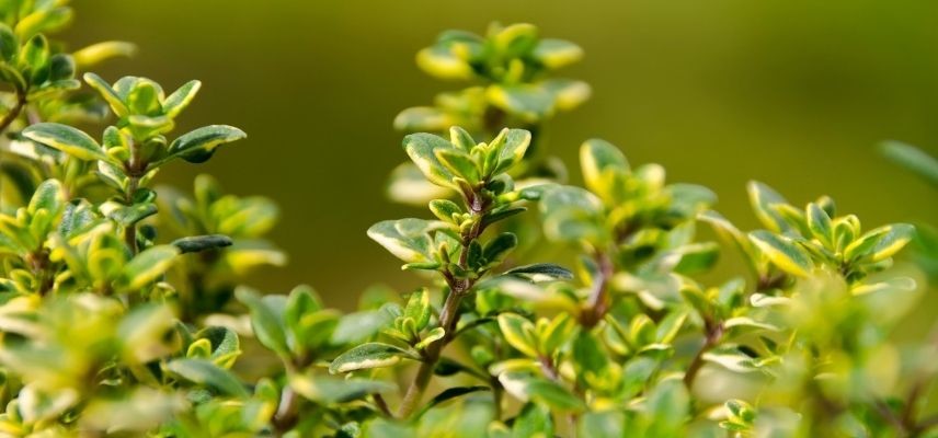 plantes pour jardin minéral