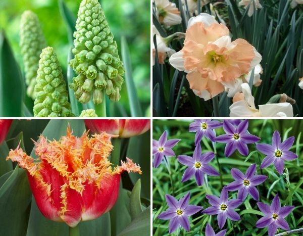 Bulbes : les nouveautés automne 2020 !