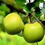 Quelles sont les meilleures variétés de pommes ?