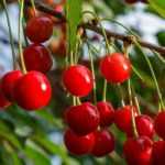 Les meilleures variétés de cerises pour un cerisier productif