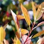 8 arbustes persistants à croissance rapide pour une haie vite occultante !