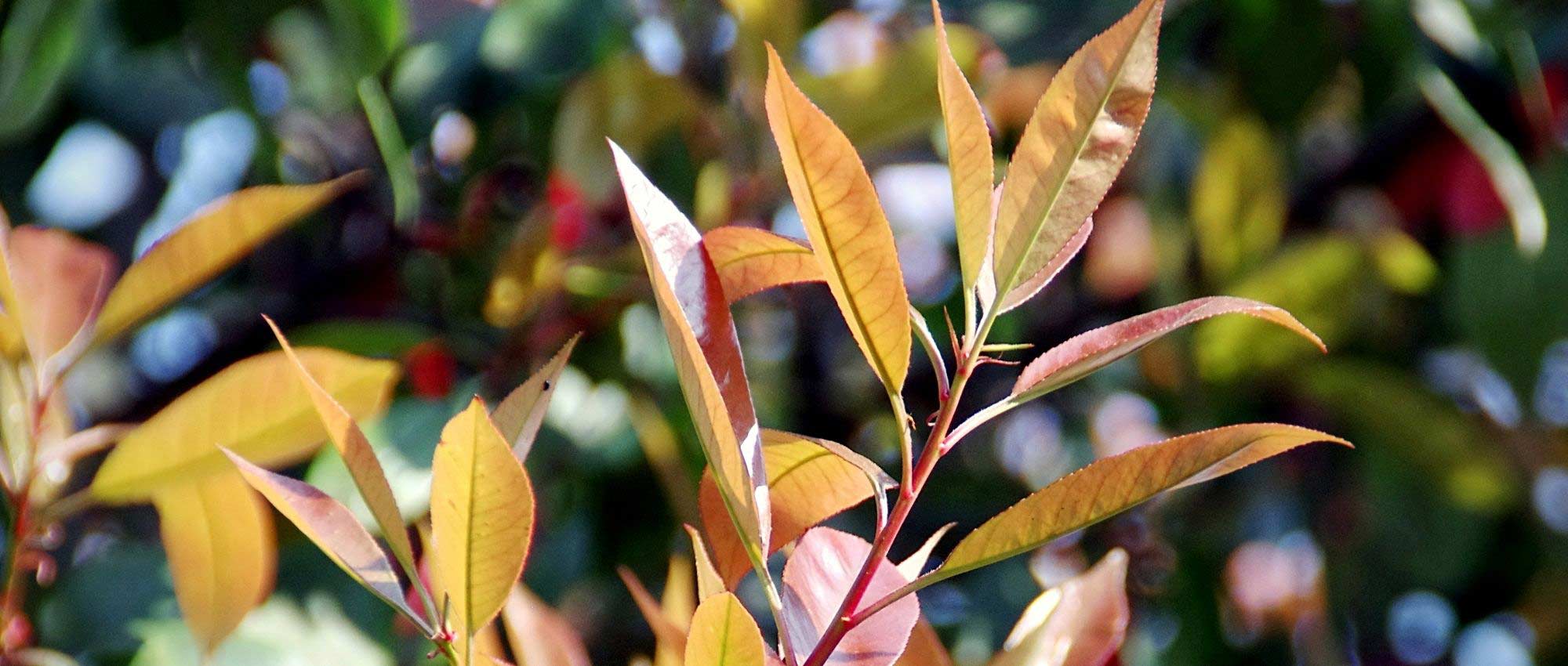 8 arbustes persistants à croissance rapide pour une haie vite occultante !