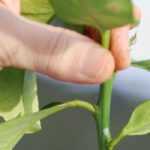 Taille du citronnier : quand et comment tailler pour une belle récolte de citrons ?