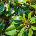 7 arbres pour un jardin de ville